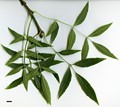 SpeciesSub: var. australis SpeciesSub: var. australis